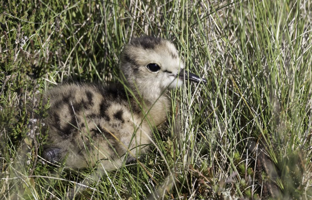 Curlew Chick by Tony Pope