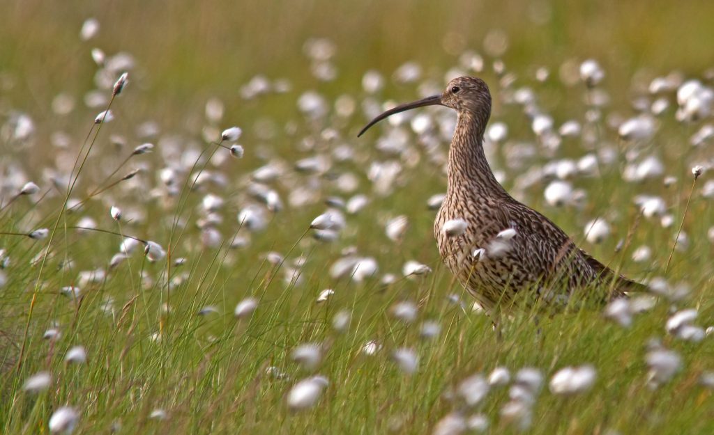 Curlew by Tony Pope