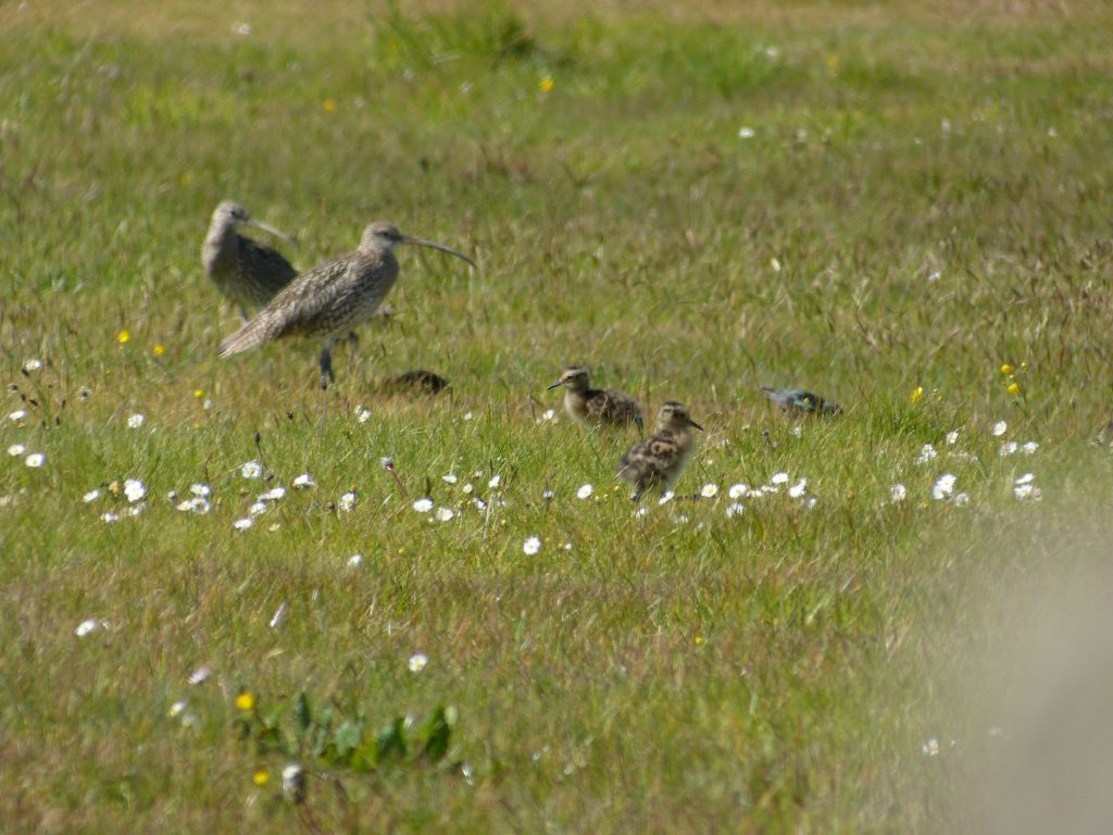 Curlew pair with chicks by Gavin Thomas