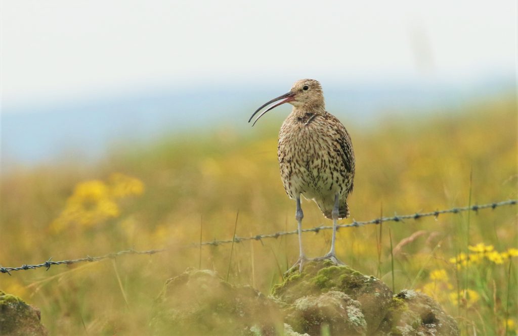 Curlew by Neal Warnock