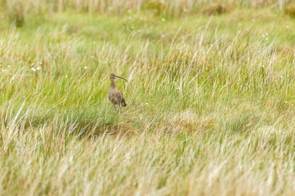 Curlew standing guard Ysbyty Ifan