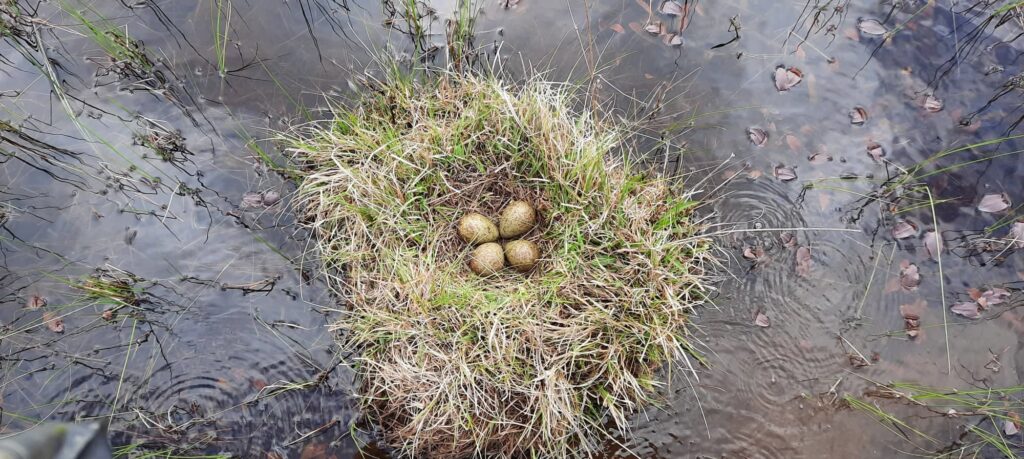 A curlew nest on a tussock in a shallow ponds in danger of flooding. Gordonhall, Inhs Marshes
