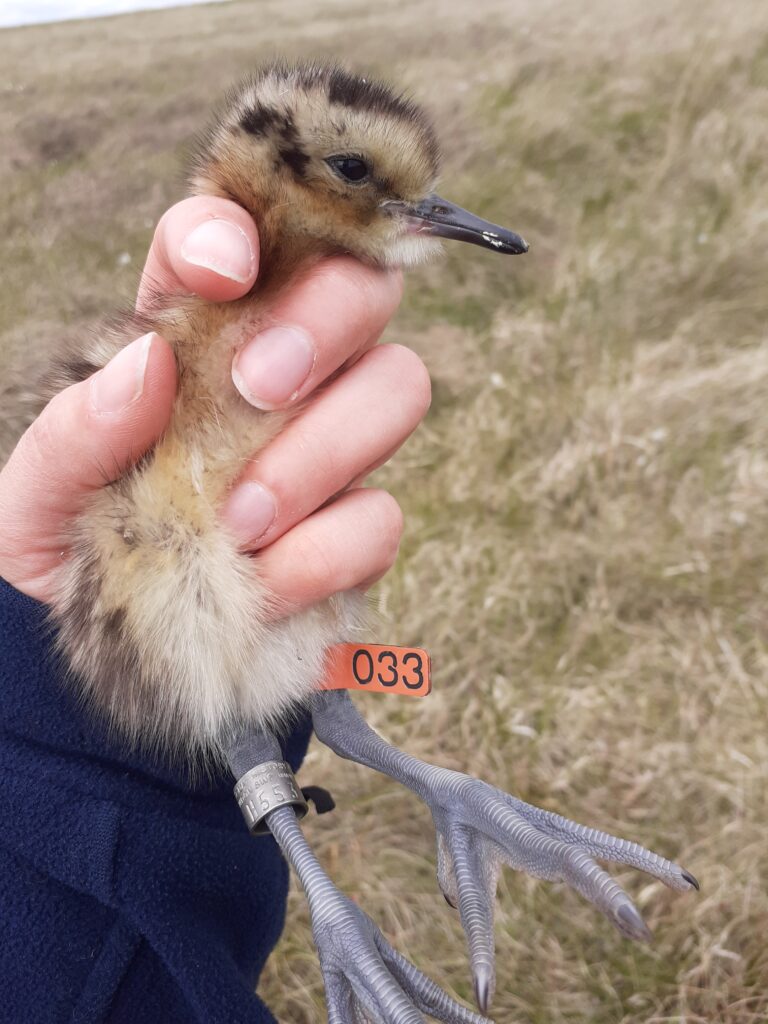 Curlew chick with coloured leg flag and ring © Sarah West