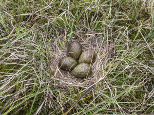A Curlew nest at RSPB Insh Marshes, found in 2022.