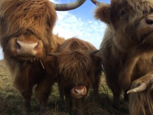Close-up of three Highland cows facing the camera