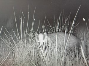 Badger in the act of predating curlew nest, captured on trail camera