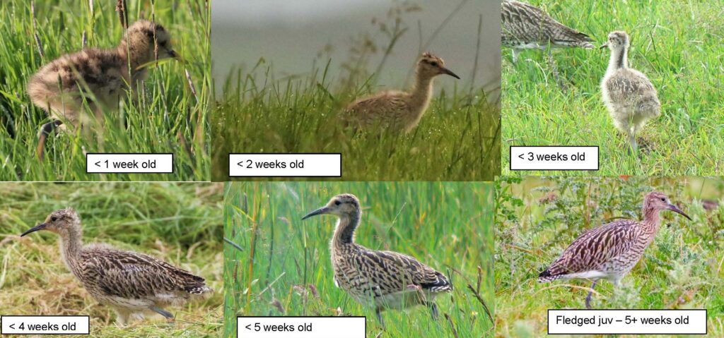 A montage of 6 photos of Curlew chicks showing stages of their development.