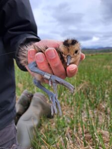 Newly hatched Curlew chick held in a hand, with a radio tracker fitted to its back and wearing a leg ring