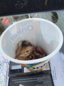 Newly hatched Curlew chick in a yoghurt pot on scales, being weighed