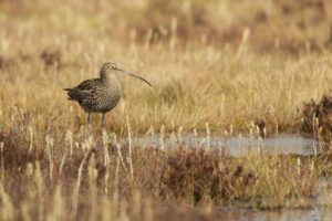 An adult Curlew standing at a small pool of water in a boggy upland 
