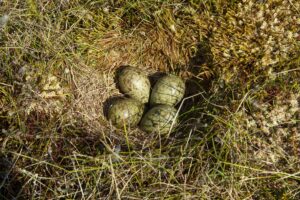 A close-up of a Curlew nest on mossy grassy ground with four eggs in it 