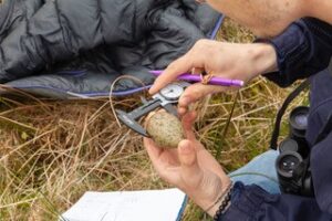 Close-up of a man's hand holding a Curlew egg and measuring it with a device © Jake Stephen