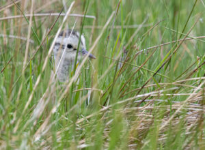 A close-up of a Curlew chick partially hidden behind long grass, looking at the camera.