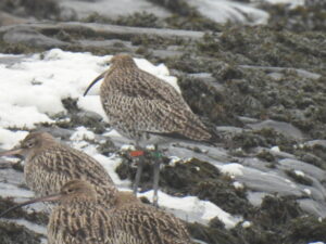 A close-up of 4 Curlews standing in seaweed on a shore. One has an orange leg flag with KA on it. © Myla van Engelen