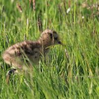 Curlew chick by Neal Warnock