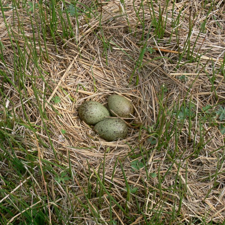 Curlew nest in cut rush by Gavin Thomas