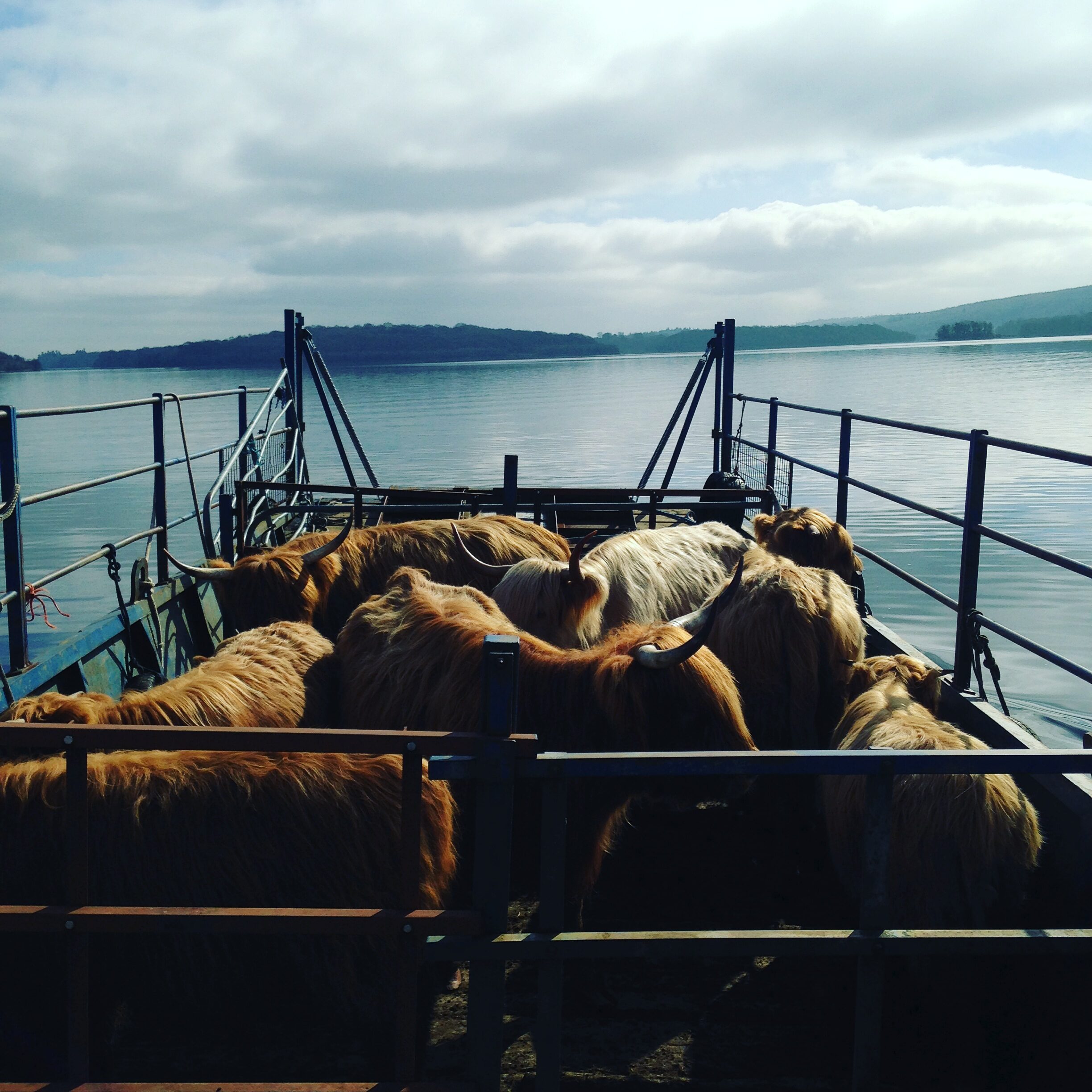 Lough Erne Highland cattle cot by Sarah McCaffrey